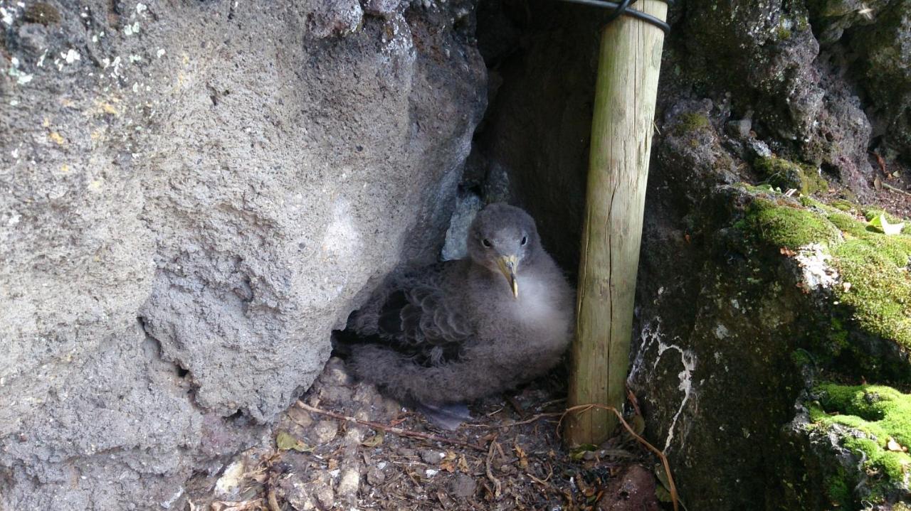 Willa Casa Do Avo Faidoca Calheta de Nesquim Zewnętrze zdjęcie